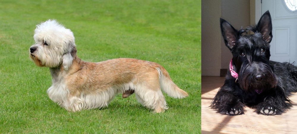 Scottish Terrier vs Dandie Dinmont Terrier - Breed Comparison