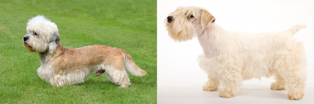 Sealyham Terrier vs Dandie Dinmont Terrier - Breed Comparison