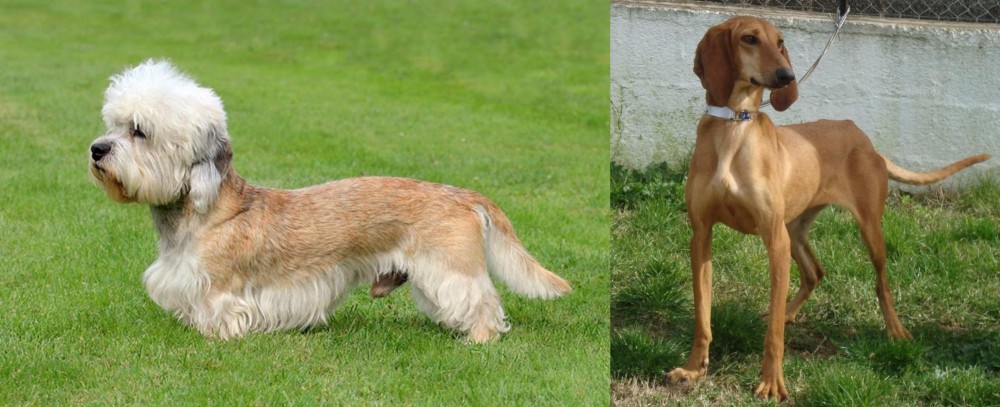 Segugio Italiano vs Dandie Dinmont Terrier - Breed Comparison