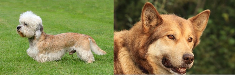 Seppala Siberian Sleddog vs Dandie Dinmont Terrier - Breed Comparison