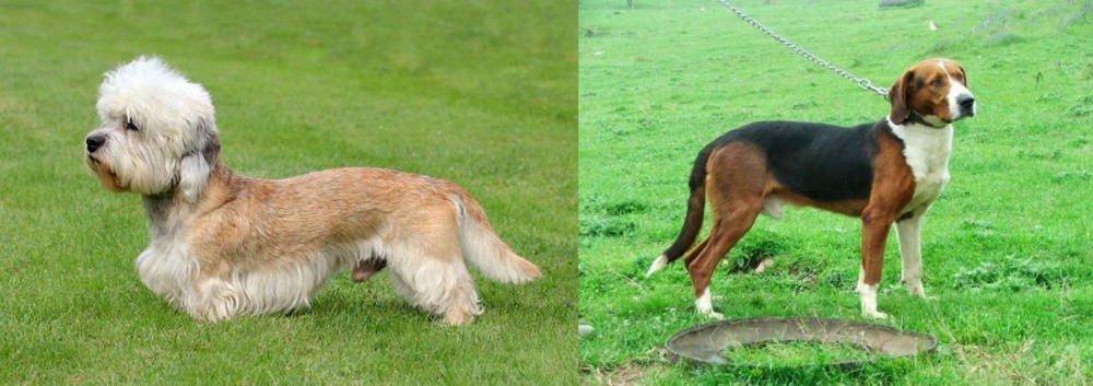 Serbian Tricolour Hound vs Dandie Dinmont Terrier - Breed Comparison