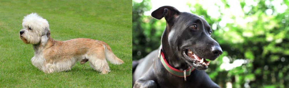 Shepard Labrador vs Dandie Dinmont Terrier - Breed Comparison