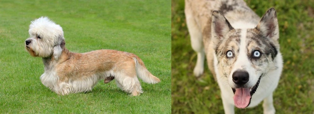 Shepherd Husky vs Dandie Dinmont Terrier - Breed Comparison