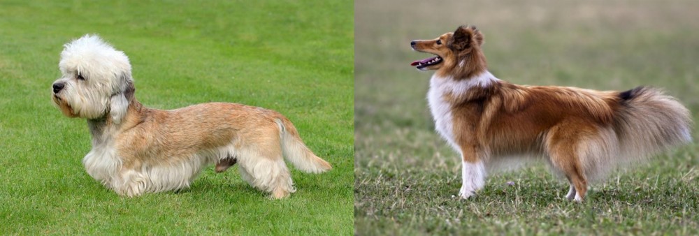 Shetland Sheepdog vs Dandie Dinmont Terrier - Breed Comparison
