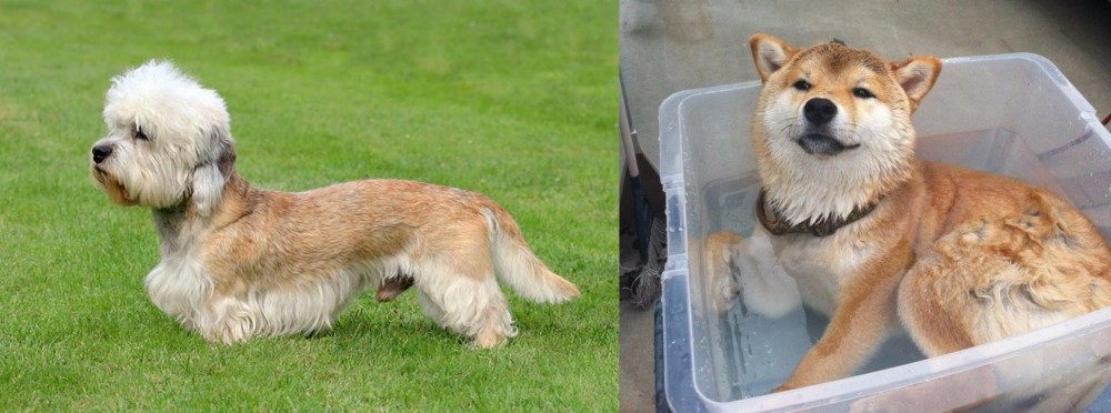 Shiba Inu vs Dandie Dinmont Terrier - Breed Comparison