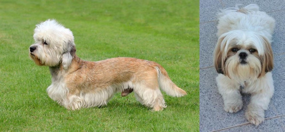 Shih Tzu vs Dandie Dinmont Terrier - Breed Comparison