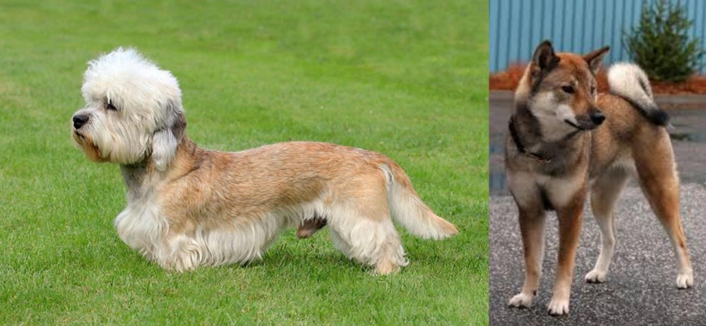Shikoku vs Dandie Dinmont Terrier - Breed Comparison