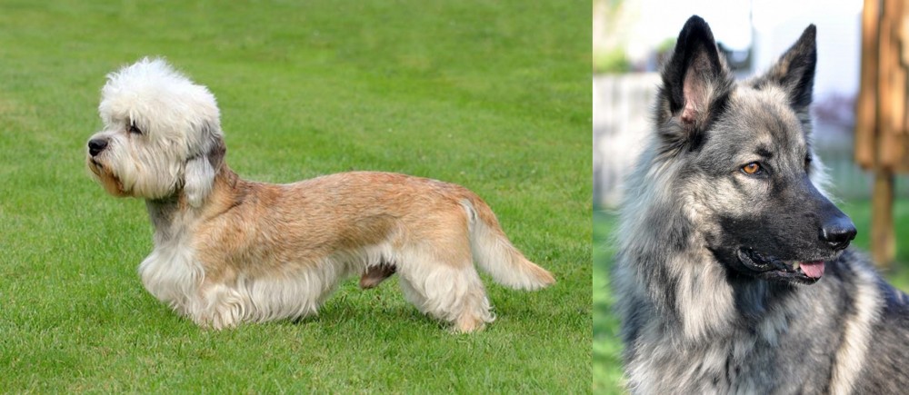 Shiloh Shepherd vs Dandie Dinmont Terrier - Breed Comparison