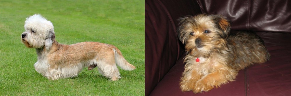 Shorkie vs Dandie Dinmont Terrier - Breed Comparison
