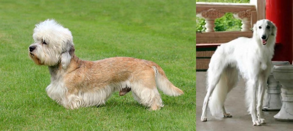 Silken Windhound vs Dandie Dinmont Terrier - Breed Comparison