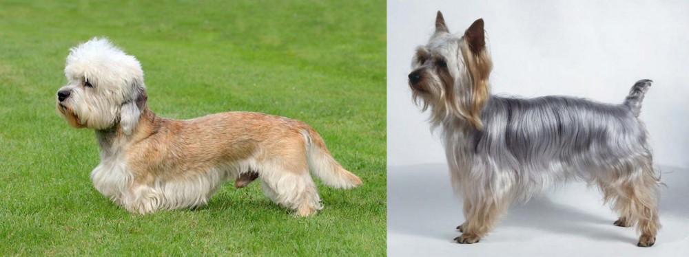 Silky Terrier vs Dandie Dinmont Terrier - Breed Comparison