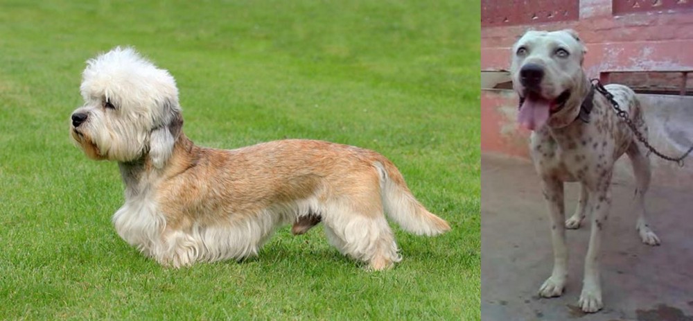 Sindh Mastiff vs Dandie Dinmont Terrier - Breed Comparison