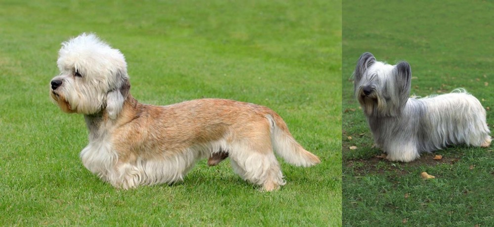 Skye Terrier vs Dandie Dinmont Terrier - Breed Comparison