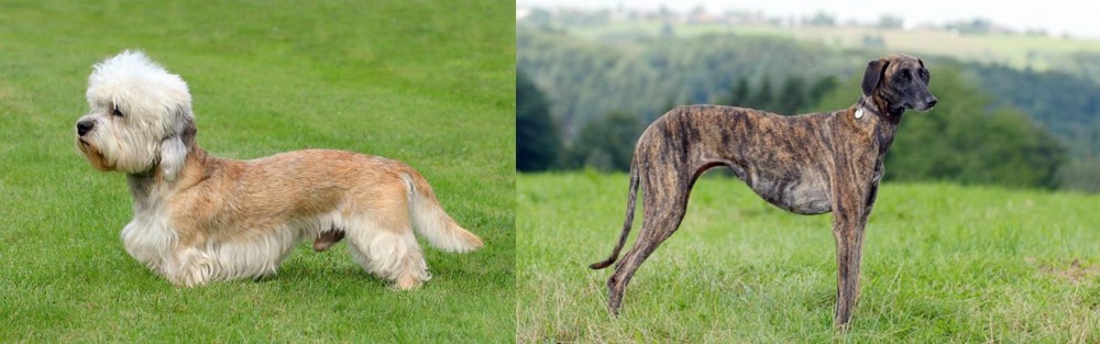 Sloughi vs Dandie Dinmont Terrier - Breed Comparison