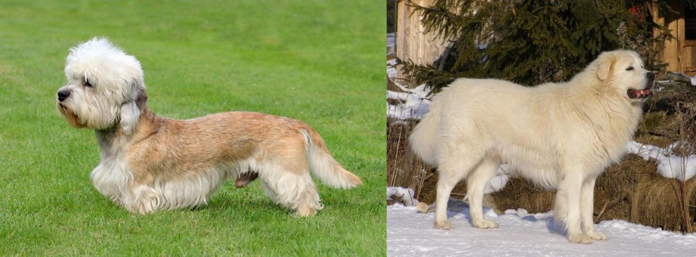 Slovak Cuvac vs Dandie Dinmont Terrier - Breed Comparison