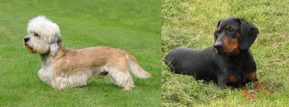 Slovakian Hound vs Dandie Dinmont Terrier - Breed Comparison