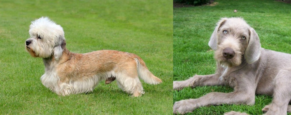 Slovakian Rough Haired Pointer vs Dandie Dinmont Terrier - Breed Comparison