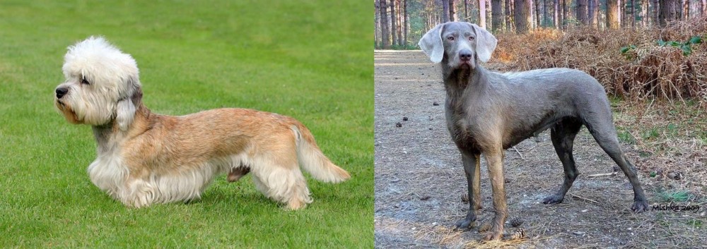 Slovensky Hrubosrsty Stavac vs Dandie Dinmont Terrier - Breed Comparison