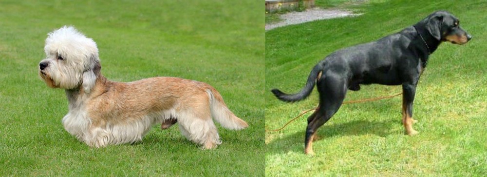 Smalandsstovare vs Dandie Dinmont Terrier - Breed Comparison