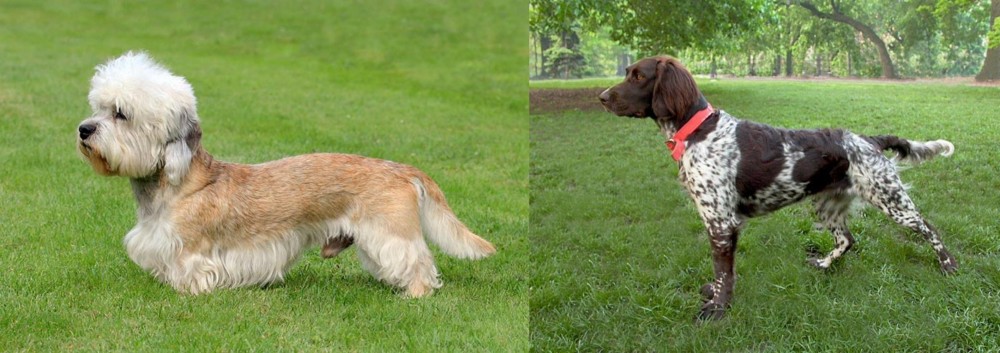 Small Munsterlander vs Dandie Dinmont Terrier - Breed Comparison