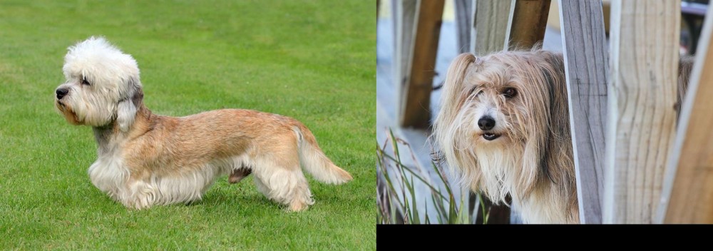 Smithfield vs Dandie Dinmont Terrier - Breed Comparison