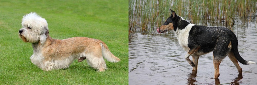 Smooth Collie vs Dandie Dinmont Terrier - Breed Comparison