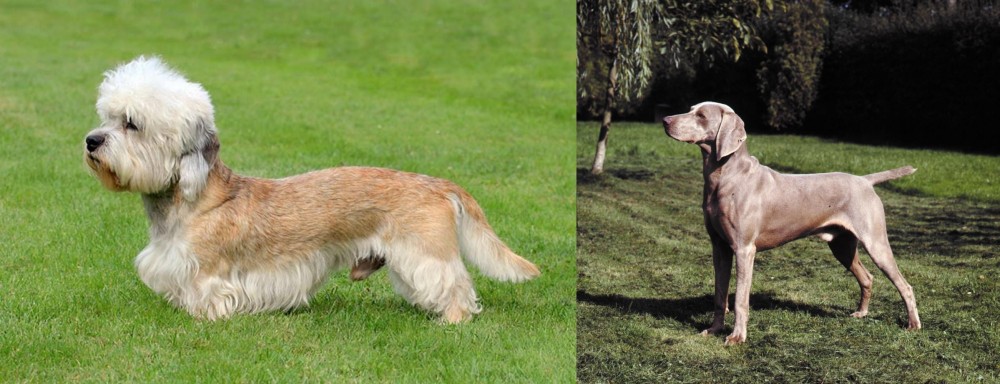 Smooth Haired Weimaraner vs Dandie Dinmont Terrier - Breed Comparison