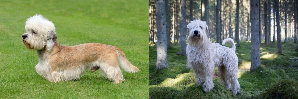 Soft-Coated Wheaten Terrier vs Dandie Dinmont Terrier - Breed Comparison