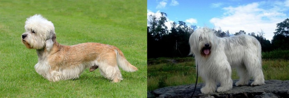 South Russian Ovcharka vs Dandie Dinmont Terrier - Breed Comparison