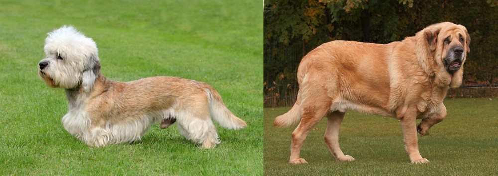 Spanish Mastiff vs Dandie Dinmont Terrier - Breed Comparison