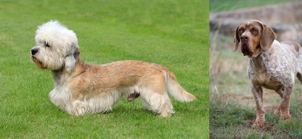 Spanish Pointer vs Dandie Dinmont Terrier - Breed Comparison