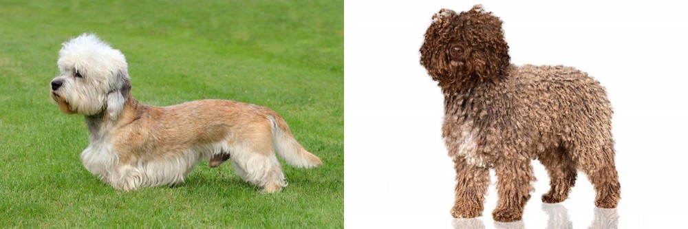 Spanish Water Dog vs Dandie Dinmont Terrier - Breed Comparison