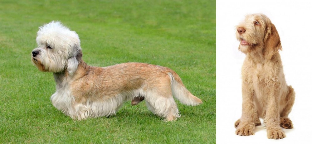 Spinone Italiano vs Dandie Dinmont Terrier - Breed Comparison