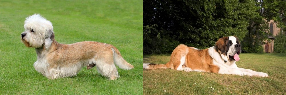 St. Bernard vs Dandie Dinmont Terrier - Breed Comparison