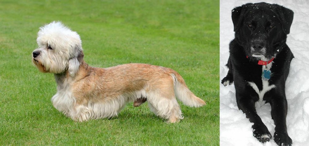 St. John's Water Dog vs Dandie Dinmont Terrier - Breed Comparison