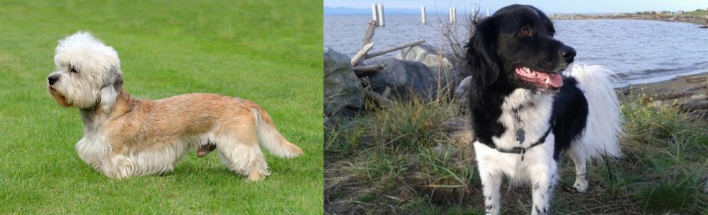 Stabyhoun vs Dandie Dinmont Terrier - Breed Comparison