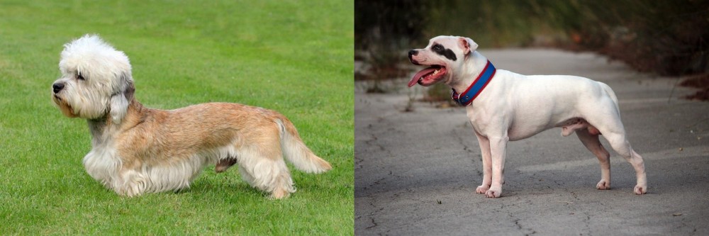 Staffordshire Bull Terrier vs Dandie Dinmont Terrier - Breed Comparison