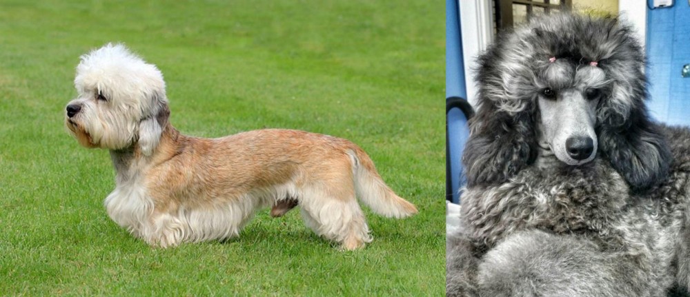 Standard Poodle vs Dandie Dinmont Terrier - Breed Comparison
