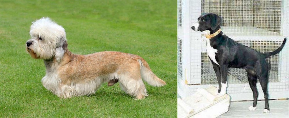 Stephens Stock vs Dandie Dinmont Terrier - Breed Comparison