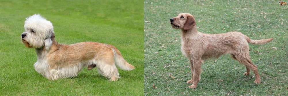 Styrian Coarse Haired Hound vs Dandie Dinmont Terrier - Breed Comparison
