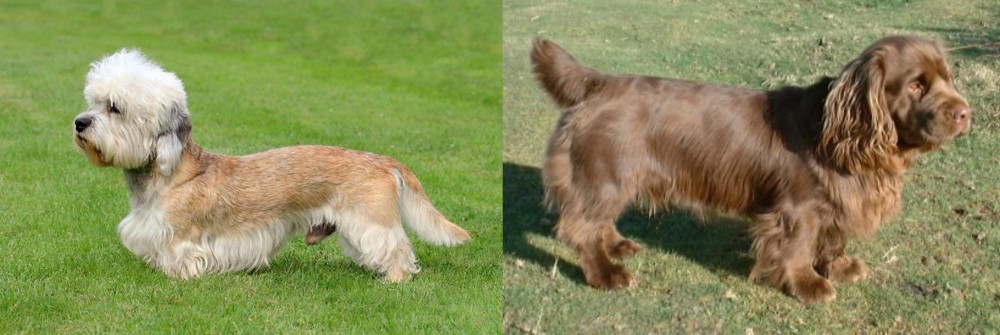 Sussex Spaniel vs Dandie Dinmont Terrier - Breed Comparison