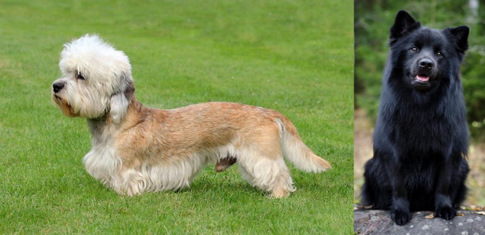 Swedish Lapphund vs Dandie Dinmont Terrier - Breed Comparison