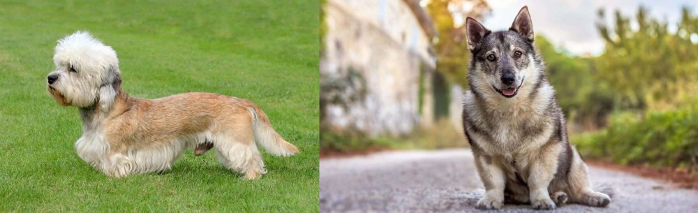 Swedish Vallhund vs Dandie Dinmont Terrier - Breed Comparison