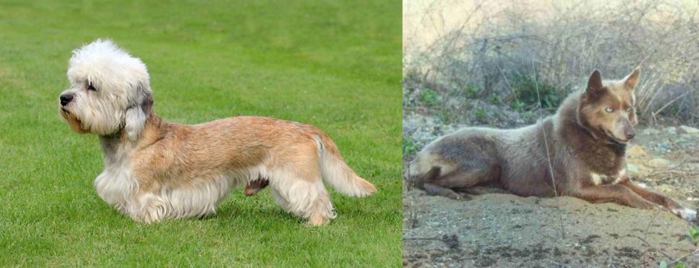 Tahltan Bear Dog vs Dandie Dinmont Terrier - Breed Comparison