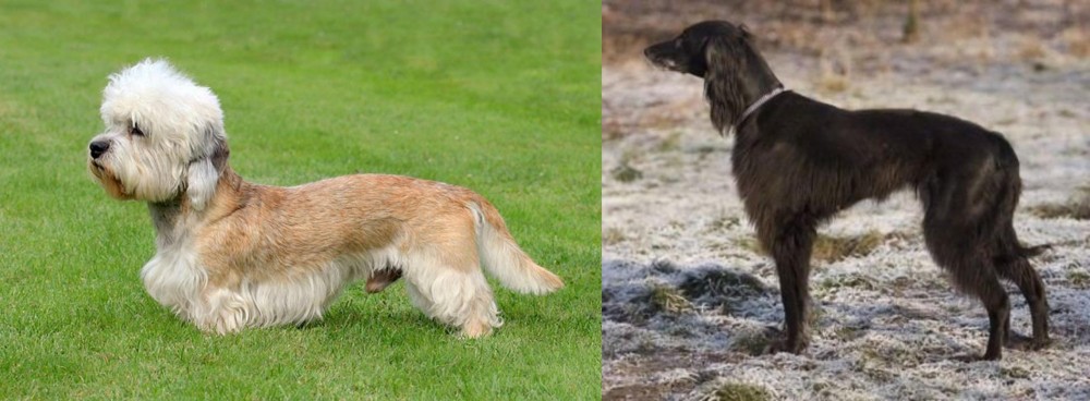 Taigan vs Dandie Dinmont Terrier - Breed Comparison
