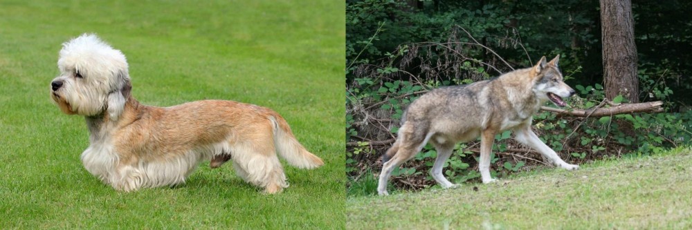 Tamaskan vs Dandie Dinmont Terrier - Breed Comparison