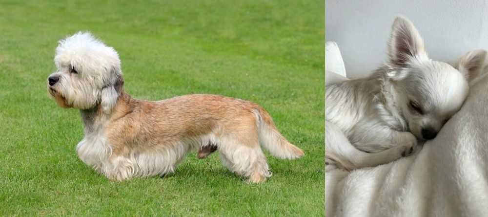 Tea Cup Chihuahua vs Dandie Dinmont Terrier - Breed Comparison