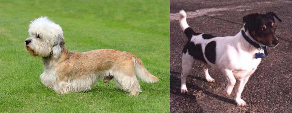 Teddy Roosevelt Terrier vs Dandie Dinmont Terrier - Breed Comparison
