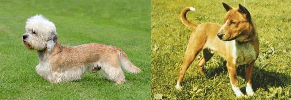 Telomian vs Dandie Dinmont Terrier - Breed Comparison