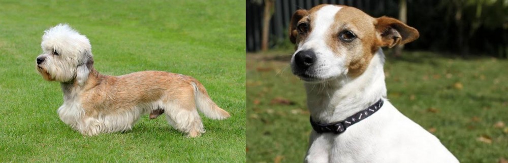 Tenterfield Terrier vs Dandie Dinmont Terrier - Breed Comparison